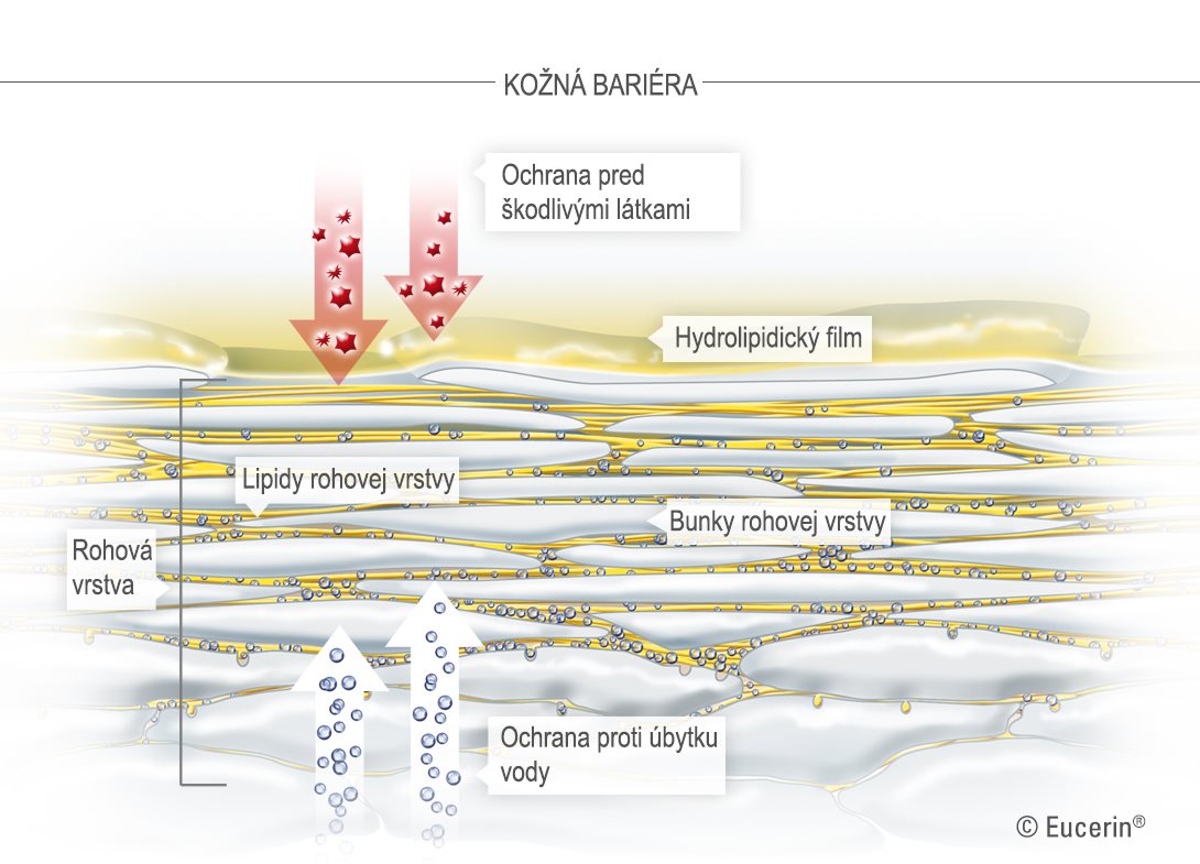 Obrázok kože a rohovej vrstvy